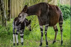 Cộng hòa Dân chủ Congo hiện là quốc gia duy nhất trên thế giới là "nhà" của Okapi - một trong những loài động vật quý hiếm nhất thế giới. Loài " kỳ lân châu Phi" này sinh sống trong các khu rừng nhiệt đới. (Ảnh: SWNS)