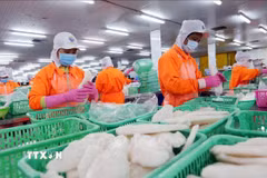 Chế biến thủy sản xuất khẩu. (Ảnh: Danh Lam/TTXVN)