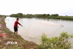 Diện tích nuôi tôm quảng canh dưới tán rừng của gia đình ông Nguyễn Linh Vương, xã Long Thành. (Ảnh: Thanh Hòa/TTXVN)