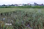 Một số diện tích lúa của xã Vạn Xuân, tỉnh Hưng Yên, bị gãy đổ do gió lớn. (Ảnh: Đinh Văn Nhiều/TTXVN)