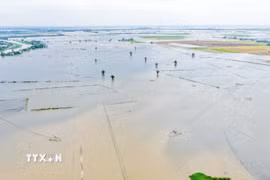 Nước lũ bao phủ nhiều cánh đồng, gây ảnh hưởng đến sản xuất nông nghiệp của người dân vùng Đồng Tháp Mười. (Ảnh: Minh Phú/TTXVN)