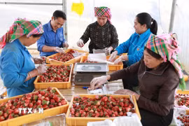 Nhờ có mô hình phát triển kinh tế, gia đình đảng viên trẻ Lò Văn Vượng ở bản Đông, xã Than Uyên (Lai Châu) đã tạo công việc ổn định cho 4 lao động địa phương với thu nhập bình quân từ 4-5 triệu đồng/ tháng. (Ảnh: Quý Trung/TTXVN)