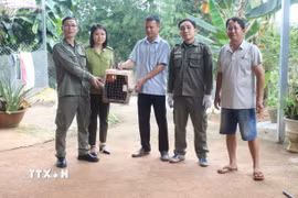 Anh Đặng Thanh Tâm bàn giao cá thể Khỉ mặt đỏ quý hiếm cho cơ quan chức năng. (Ảnh: Đậu Tất Thành/TTXVN)