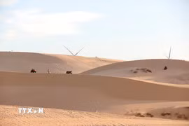 Những đồi cát cao vút trải dài với nhiều hình dạng độc đáo và thay đổi thường xuyên dưới tác động của gió, thu hút du khách khi đến tham quan Bàu Trắng. (Ảnh: Nguyễn Thanh/TTXVN)