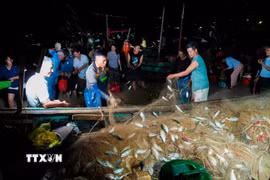 Những mẻ lưới đầy cá bạc má tươi rói sau chuyến biển của ngư dân xã Cổ Đạm. (Ảnh: Hữu Quyết/TTXVN)