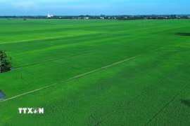 Đồng Tháp Mười là vùng sản xuất lúa hàng hóa quy mô lớn của tỉnh Tây Ninh, với diện tích gieo sạ bình quân gần 448.000ha/năm và sản lượng hơn 2,7 triệu tấn. (Ảnh: Bùi Giang/TTXVN)