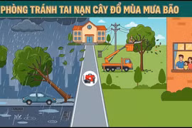 Phòng tránh tai nạn cây đổ mùa mưa bão