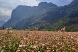 Hoa tam giác mạch bung nở trên Cao nguyên đá Đồng Văn. (Ảnh: Vietnam+)