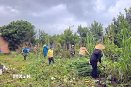 Người dân xã Biển Hồ tham gia dọn dẹp vệ sinh, thu gom cỏ dại, phế thải, góp phần phòng, chống dịch sốt xuất huyết. (Ảnh: Quang Thái/TTXVN)