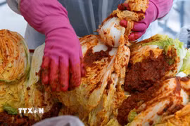 Người dân làm kimchi tại Seoul, Hàn Quốc. (Ảnh: THX/TTXVN)