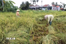 Lo sợ lúa ngã đổ bị nảy mầm, nông dân tranh thủ thu hoạch khi hết mưa. (Ảnh: Đinh Hương/TTXVN)