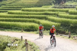 Cung đường địa hình dài khoảng 25 km uốn lượn giữa những thửa ruộng bậc thang đang vào mùa lúa chín. (Ảnh: TTXVN phát)