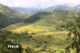 Vào mùa lúa chín, thung lũng ruộng bậc thang xếp thành tầng như những nấc thang cao vút bắc lên tận trời. (Ảnh: Quốc Khánh/TTXVN)