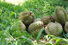 Sầu riêng. (Ảnh: Nguyễn Dũng/TTXVN)