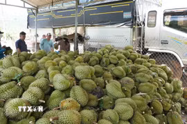 Một điểm tập kết của thương lái thu mua sầu riêng của các nhà vườn tại thôn 1, xã Đại Huoai 2, tỉnh Lâm Đồng. (Ảnh: Nguyễn Dũng/TTXVN)