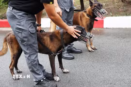 Chú chó nghiệp vụ Oscar được cán bộ huấn luyện hướng dẫn trước khi thực hiện bài tập. (Ảnh: Hồng Đạt/TTXVN)