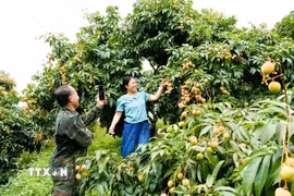 Người dân Bắc Ninh livestream bán vải tại vườn trên các nền tảng số. (Ảnh: Đồng Thúy/TTXVN)