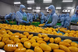 Chế biến nông sản xuất khẩu của Công ty B’LaoFood. (Ảnh: Vũ Sinh/TTXVN)