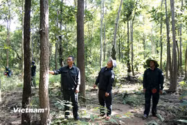 Anh Nguyễn Ngọc Vấn cùng các thành viên trong Đội bảo vệ rừng Hàm Cần 3 kiểm tra rừng ở Tiểu khu 278, Rừng phòng hộ Sông Móng-KaPet. (Nguồn: Vietnam+)