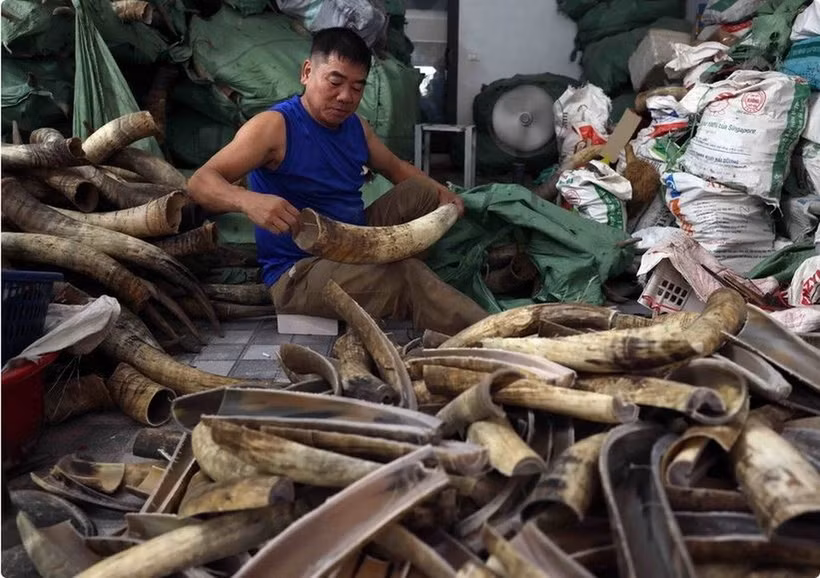 Sản xuất hàng thủ công mỹ nghệ từ xương-sừng ở Thường Tín. (Ảnh: Vũ Sinh/TTXVN)