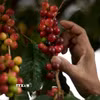 Thu hoạch càphê tại Fraijanes, Guatemala. (Ảnh: AFP/TTXVN)