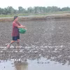 Nông dân xã Khánh Bình (tỉnh Cà Mau) đang chăm sóc lúa vừa mới xuống giống. (Ảnh: Chanh Đa/TTXVN)