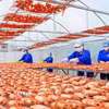 Các sản phẩm từ tôm Cà Mau góp phần vào mục tiêu tăng trưởng hai con số mà Cà Mau đang quyết tâm hướng đến. (Ảnh: Huỳnh Anh/TTXVN)