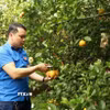 Anh Nguyễn Thế Dũng, đảng viên trẻ Bắc Ninh, khởi nghiệp thành công với mô hình trồng cây ăn quả kết hợp với nuôi chim bồ câu Pháp. (Ảnh: Đinh Văn Nhiều/TTXVN)
