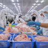 Doanh nghiệp Việt Nam chế biến cá tra xuất khẩu. (Ảnh: Thanh Liêm/TTXVN)