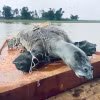 Cá thể Giải sin-hoi được vớt lên tại hồ Đồng Mô sau khi chết vào tháng 4/2023. (Nguồn: Tổ chức Bảo tồn rùa châu Á)
