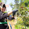Điện Biên khai thác hiệu quả diện tích cây lâu năm đang cho sản phẩm. (Ảnh: Phan Quân/TTXVN)