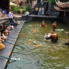 Cô giáo và các học sinh Trung Quốc thích thú trải nghiệm múa rối nước dân gian Việt Nam. (Ảnh: Phương Anh/TTXVN phát)