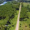 Rừng thông phòng hộ, cảnh quan có vai trò quan trọng trong điều tiết nguồn nước, hạn chế sạt lở và tạo nên một cảnh quan đặc trưng vùng Nam Tây nguyên. (Ảnh: TTXVN phát)