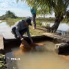 Người dân đang kéo lưới để thu hoạch rươi ở xã Vĩnh Thuận, thành phố Hải Phòng. (Ảnh Tiến Vĩnh/TTXVN)