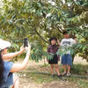 Nhóm du khách thích thú trải nghiệm vườn sầu riêng ở phường Bình Lộc, thành phố Đồng Nai. (Ảnh: Lê Xuân/TTXVN)