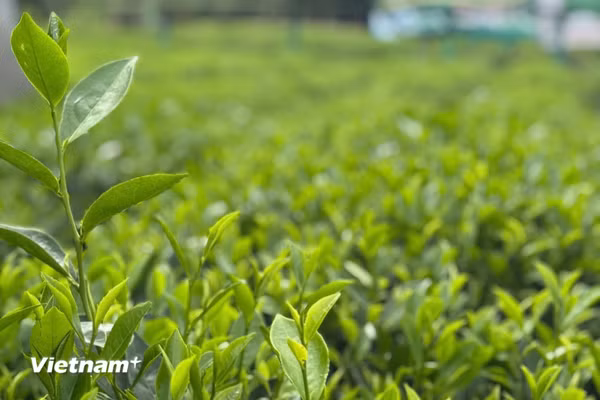 Khi chè Thái Nguyên trở thành thương hiệu của cả một vùng đất