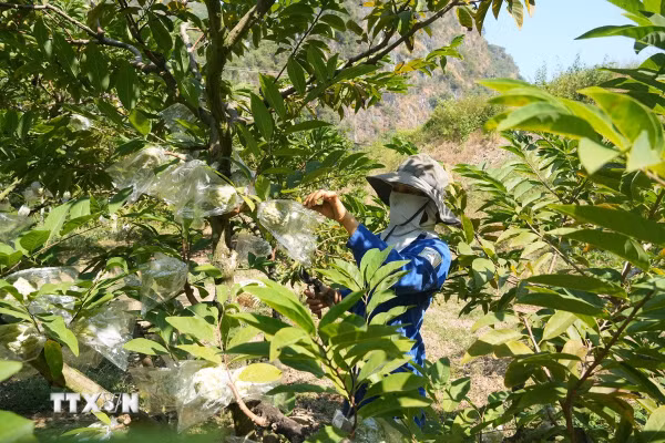 Nông dân Chi Lăng trúng lớn nhờ na trái vụ