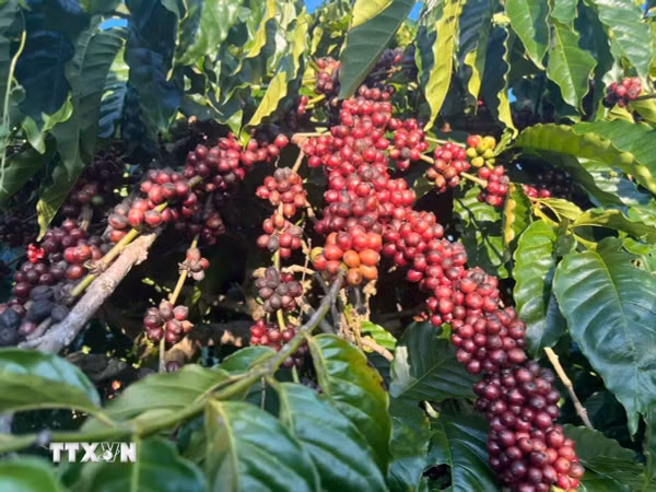 Giá càphê trong nước đi ngược thị trường thế giới