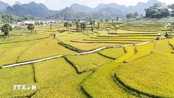 Sắc vàng rực rỡ say đắm lòng du khách trên Bản Tèn