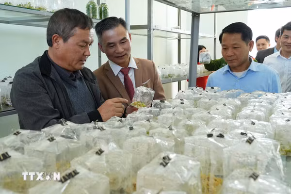 Đổi mới sáng tạo thúc đẩy phát triển kinh tế-xã hội Lai Châu