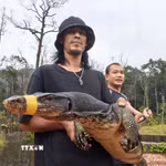 Cá thể kỳ đà hoa (thuộc Sách Đỏ Việt Nam) được mang thả về môi trường rừng tự nhiên trên đảo Phú Quốc. (Ảnh: TTXVN phát)