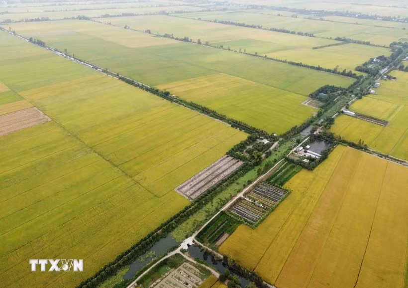 Sản xuất lúa. (Ảnh: Vũ Sinh/TTXVN)
