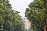 Hà Nội điều chỉnh mật độ cây hoa sữa. (Ảnh: Vietnam+)