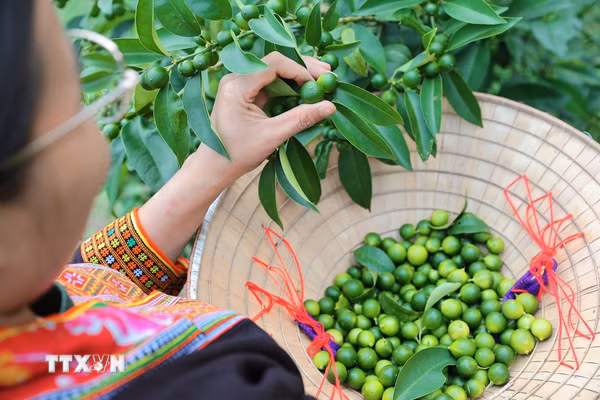 Chanh rừng Mẫu Sơn: Từ sương mù vùng núi cao bước lên quầy hàng OCOP
