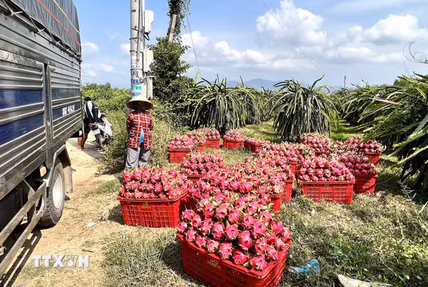Lâm Đồng: Giá giảm sâu, nhà vườn dồn sức cho thanh long mùa nghịch