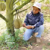 Kỹ thuật viên của trang trại Sakura Farm (xã Đông Khánh Sơn, Khánh Hòa) sử dụng thiết bị kiểm tra, phân tích, chẩn đoán “sức khỏe” của đất trồng cây sầu riêng, đưa ra các chỉ số chính xác và khuyến nghị phương án xử lý kịp thời. (Ảnh: Nguyễn Thành/TTXVN)