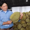 Ông Lầu A Sy (phường Đông Gia Nghĩa, tỉnh Lâm Đồng) kiểm tra sản phẩm sầu riêng phục vụ xuất khẩu chính ngạch. (Ảnh: Nguyễn Huy Thành/TTXVN)