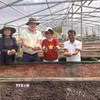 Cà phê Arabica Khe Sanh chỉ được thu hái khi quả chín trên 95%. Quy trình sơ chế, phơi và bảo quản được kiểm soát chặt chẽ, góp phần tạo nên chất lượng và giá trị đặc trưng của cà phê Khe Sanh. (Ảnh: Nguyên Linh/TTXVN)