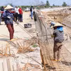 Người lao động thi công tại kè biển đoạn qua xã Mai Phụ. (Ảnh: Công Tường/TTXVN)