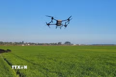 Sử dụng máy bay không người lái (drone) để phun thuốc trừ sâu. (Ảnh: Hoàng Nhị/TTXVN)